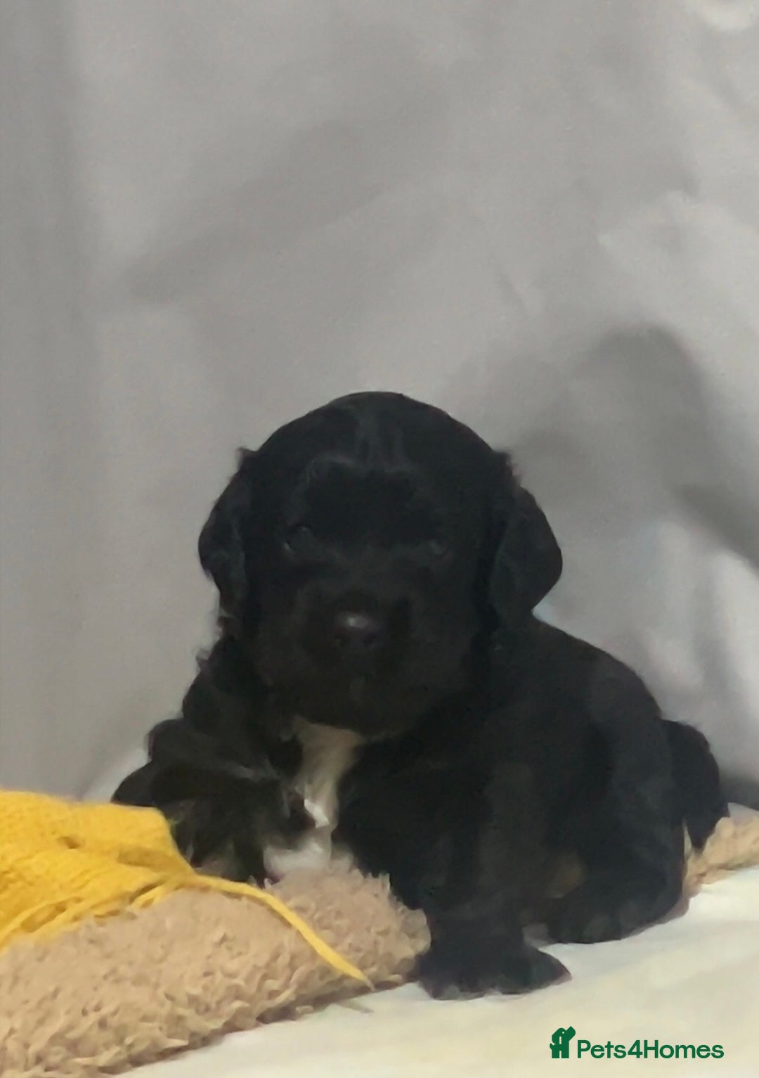 Cockapoo dogs for sale: Beautiful f2 cockapoo pups - Advert 13