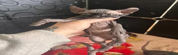 Sphynx cats for sale: Canadian x Elf Sphynx Kittens - Advert 15