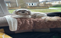 Mixed Breed dogs for sale: Imperial Zuchon cross maltese - Image 5