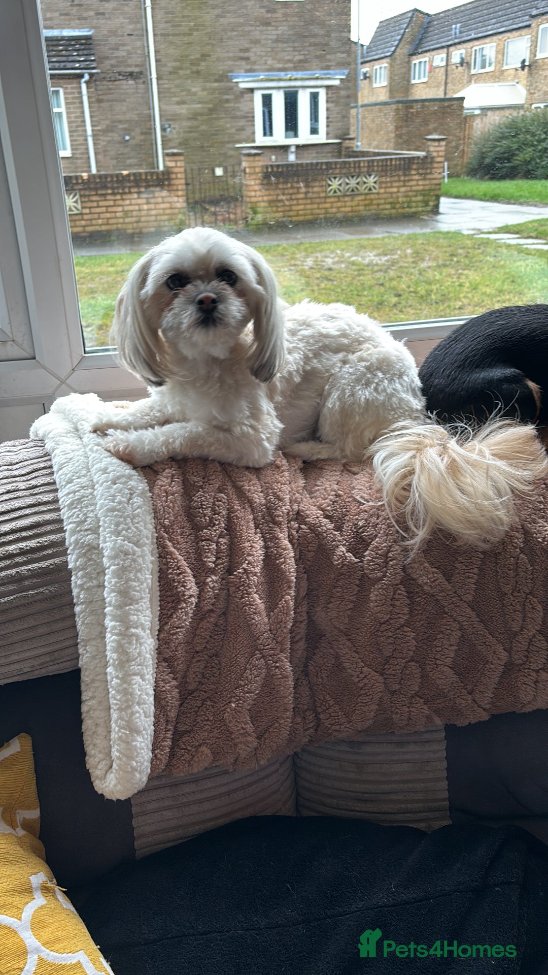 Mixed Breed dogs for sale: Imperial Zuchon cross maltese - Image 5