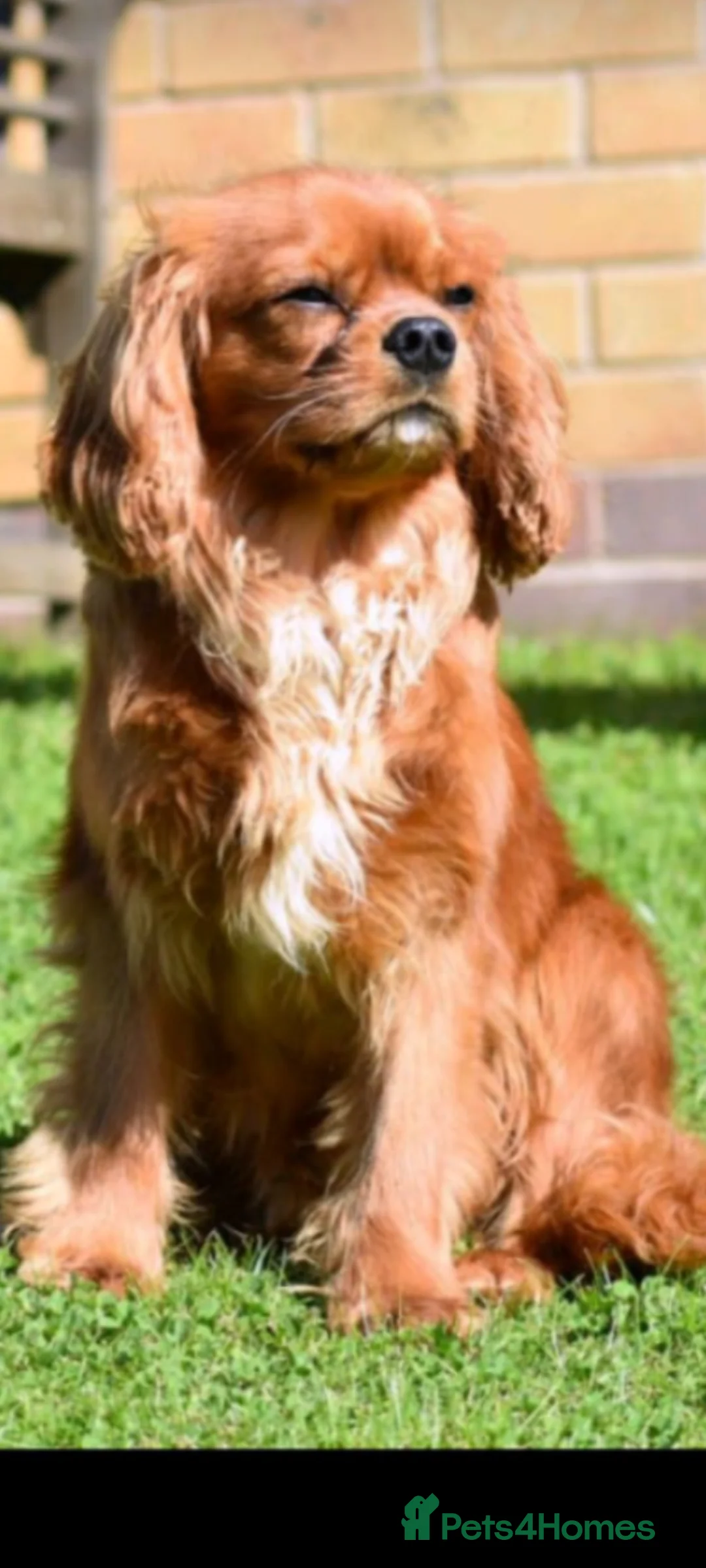 Cavalier King Charles Spaniel dogs for stud: PROVEN Heart and eye tested DE/CC/EF cavalier stud in Swansea - Advert 2