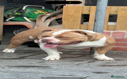American Bully dogs for stud: American pocket bully  - Image 3