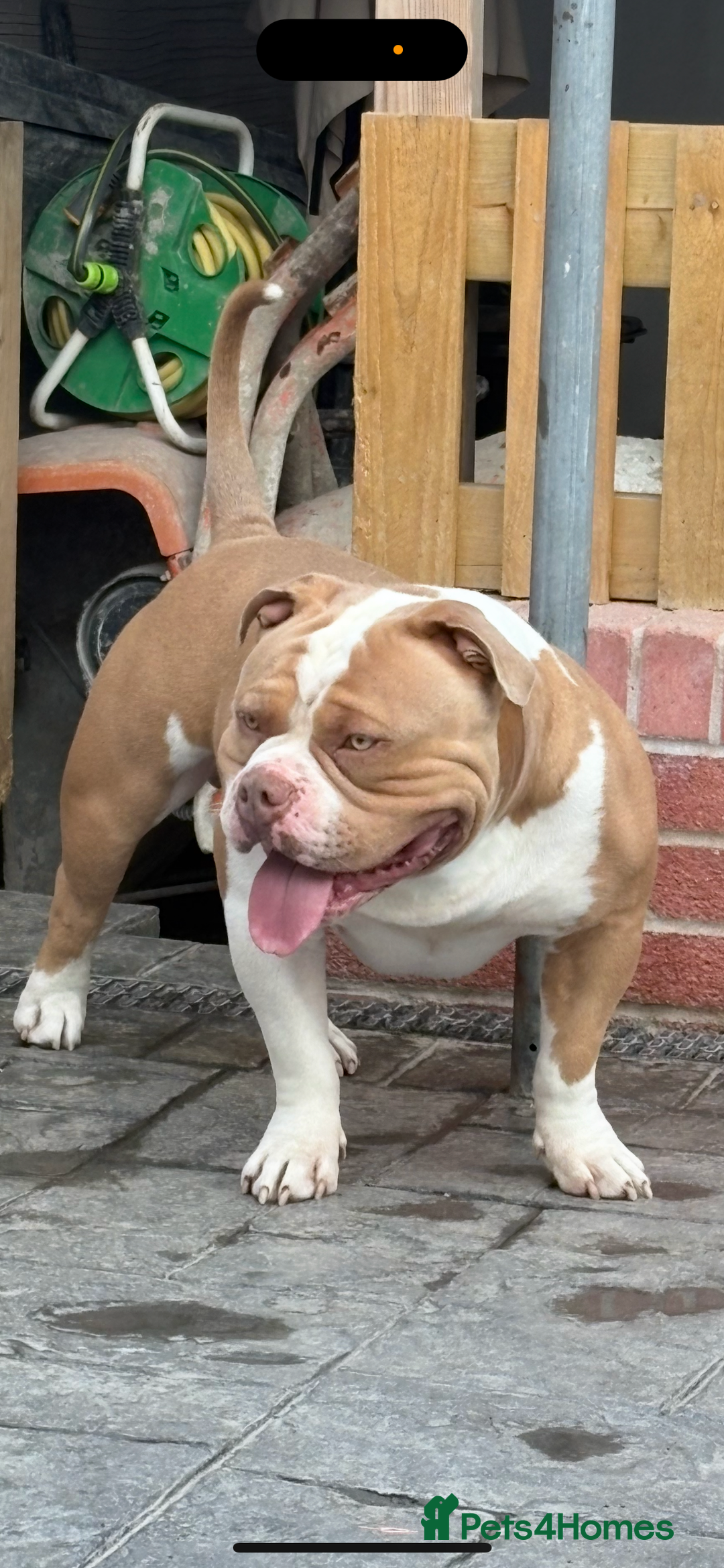 American Bully dogs for stud: American pocket bully  - Image 3