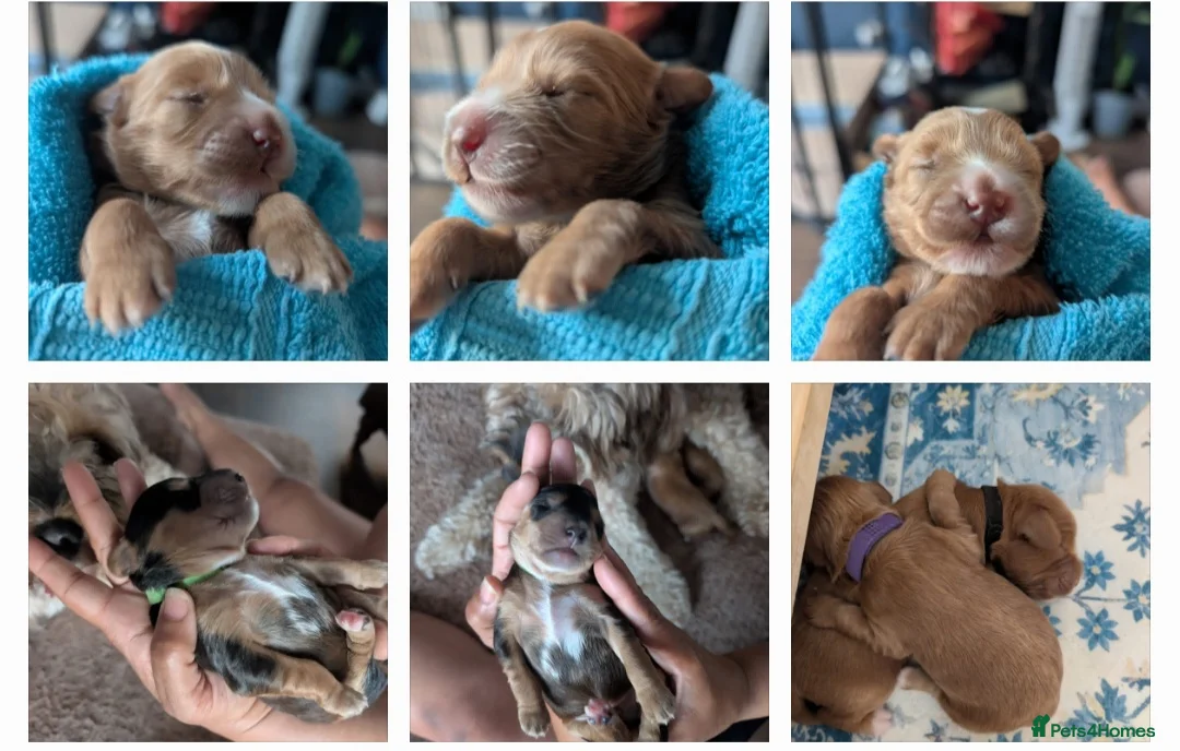 Cockapoo dogs for stud: F1 cocapoo well Proven extensively health tested in Bromley - Advert 30