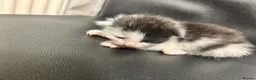 Mixed Breed cats for sale: Black & White Kittens - Advert 2
