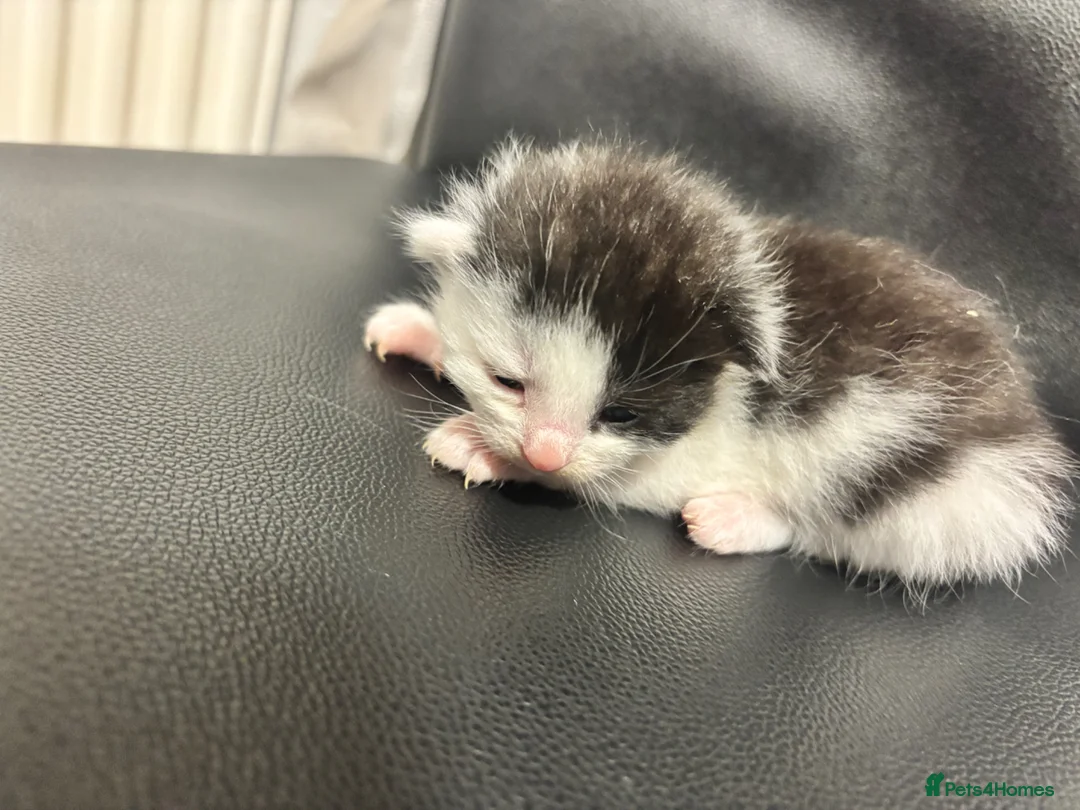 Mixed Breed cats for sale: Black & White Kittens - Advert 2