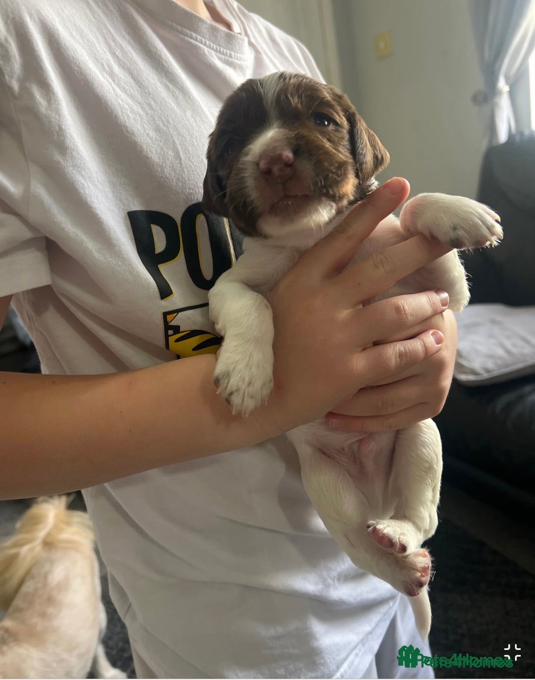 English Springer Spaniel dogs for sale: STUNNING liver and white KC ESS male  - Advert 27