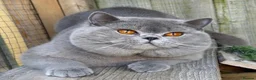 British Shorthair cats for sale: Beautiful boy - Advert 10