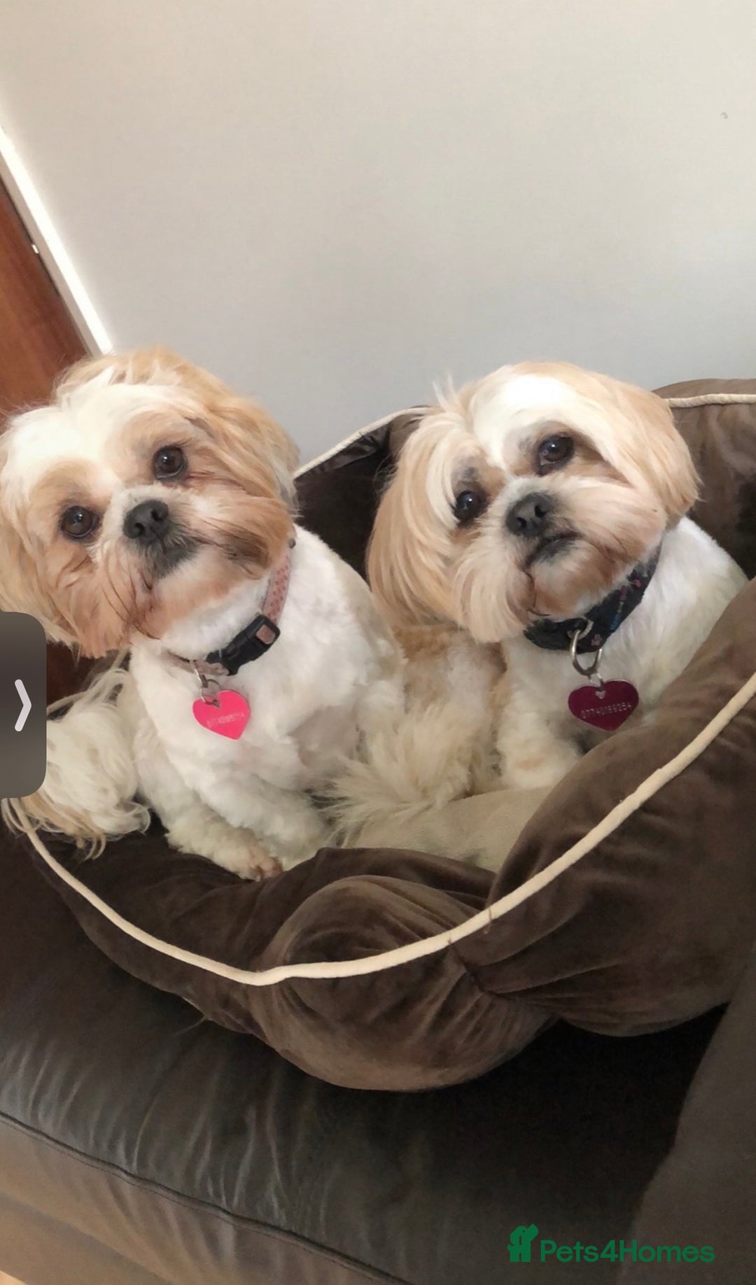 Shih Tzu dogs for sale: Coco & Mia (Not puppies)  - Image 5