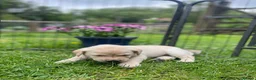 Labrador Retriever dogs for sale: Both parents Fully health checked - KC Registered - Advert 8