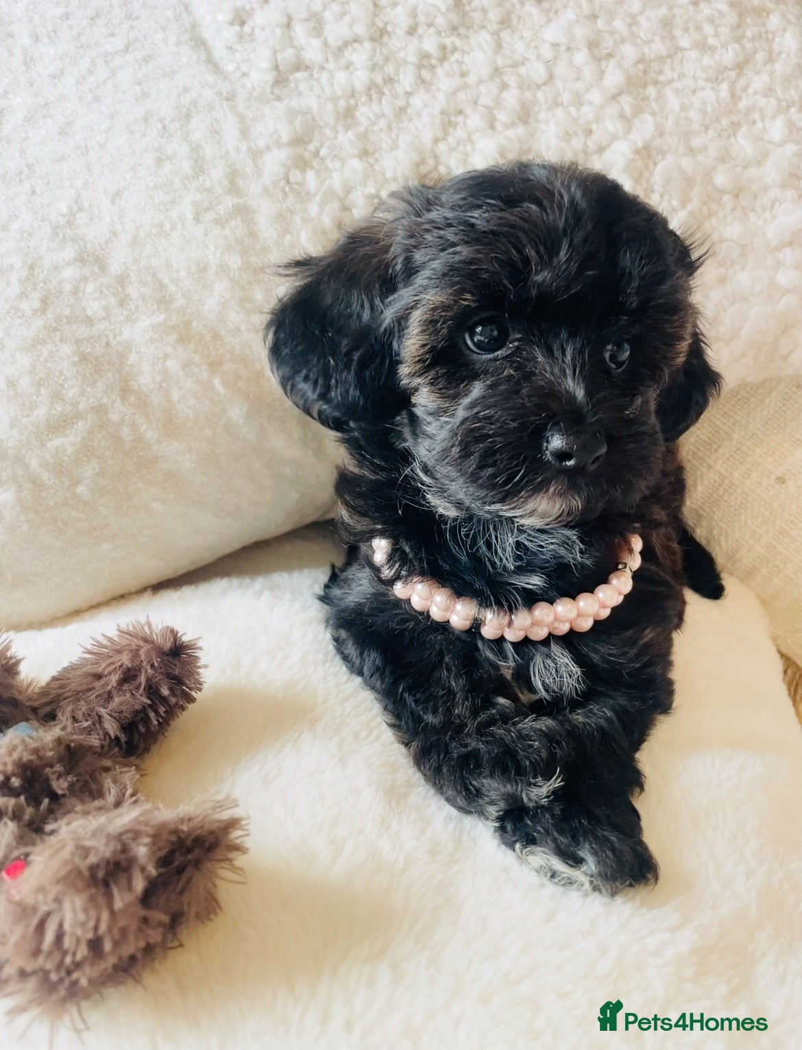 Maltipoo dogs Stunning F1 Toy Maltipoo Puppies - Boy & Girl - Advert 2