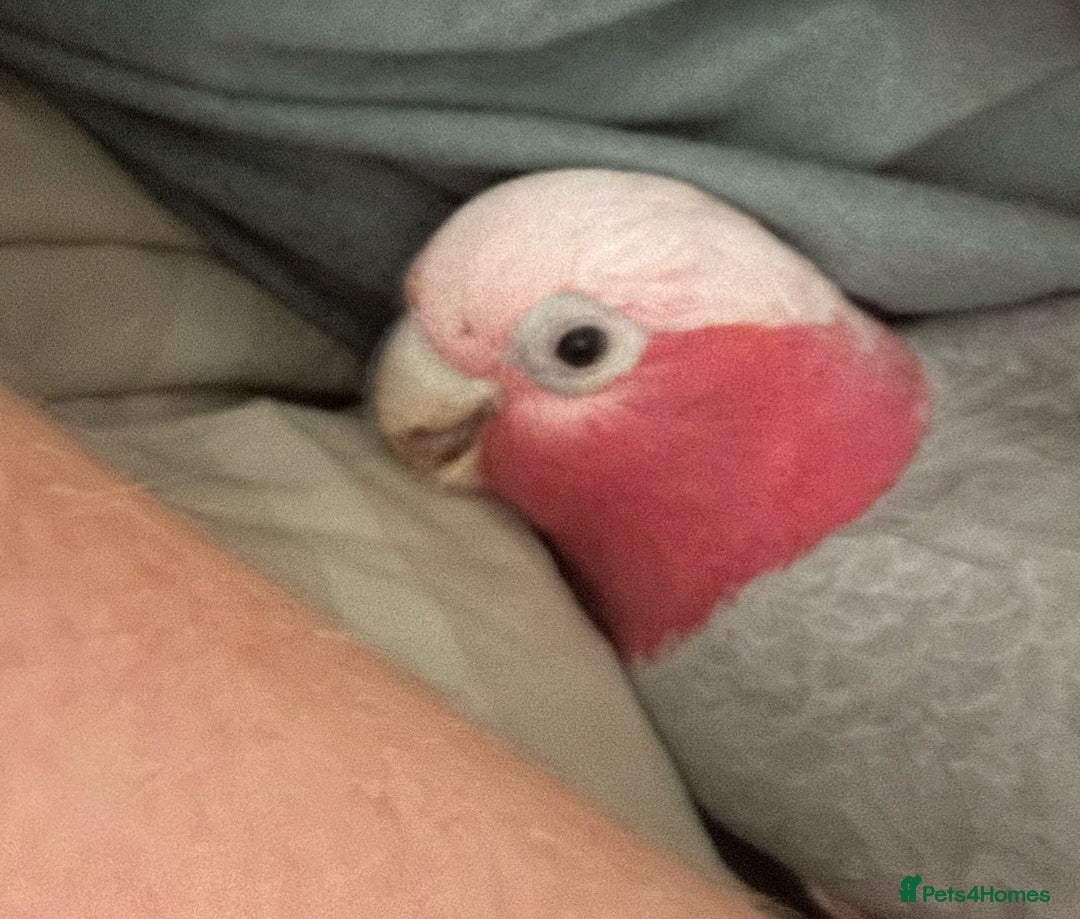 Parrots birds for sale: Galah cockatoo  - Image 4