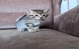 Mixed Breed cats for sale: 5 super cute kittens  - Image 10