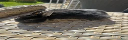 Netherland Dwarf rabbits for sale: Lovely Netherland Dwarf baby rabbits. - Advert 8