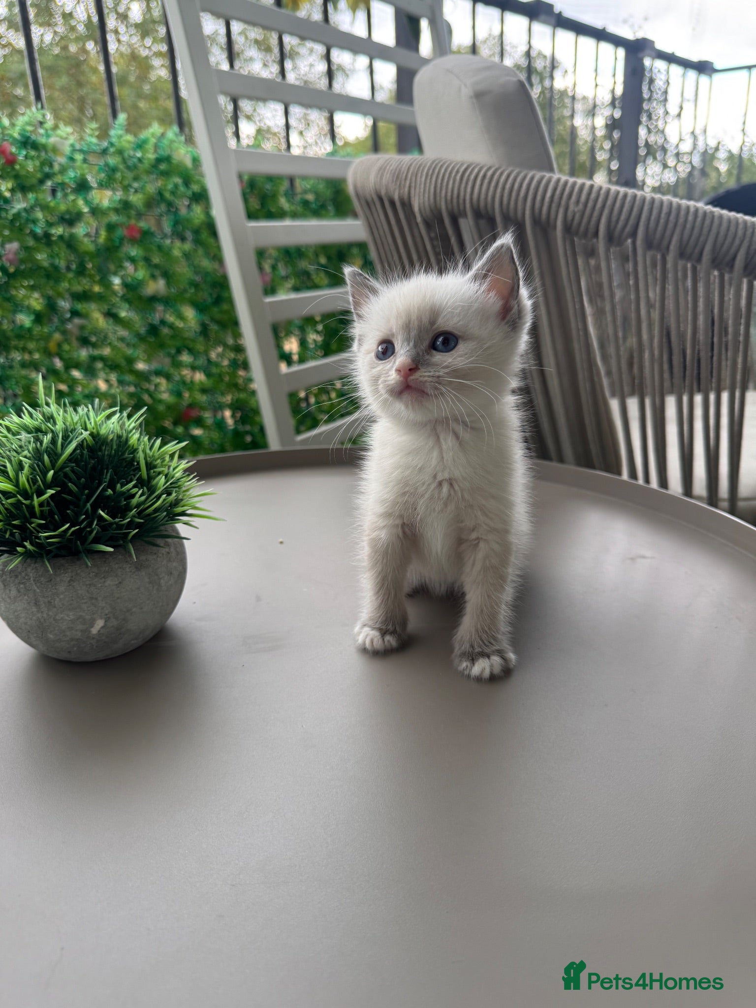 Siamese cats One Boy Left! 🩵 Tonkdoll Kitten - Advert 19