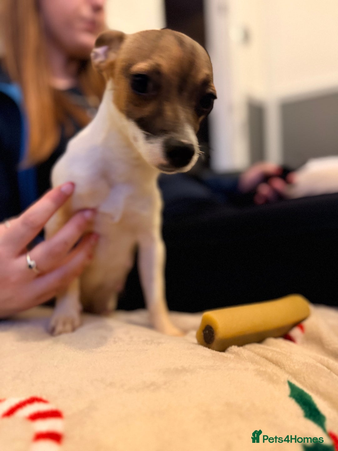 Mixed Breed dogs for sale: 1/2 chihuahua 1/2 jack Russel pup - Advert 6