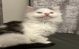 British Longhair cats for sale: Gorgeous fluffy kittens looking for forever home - Image 25