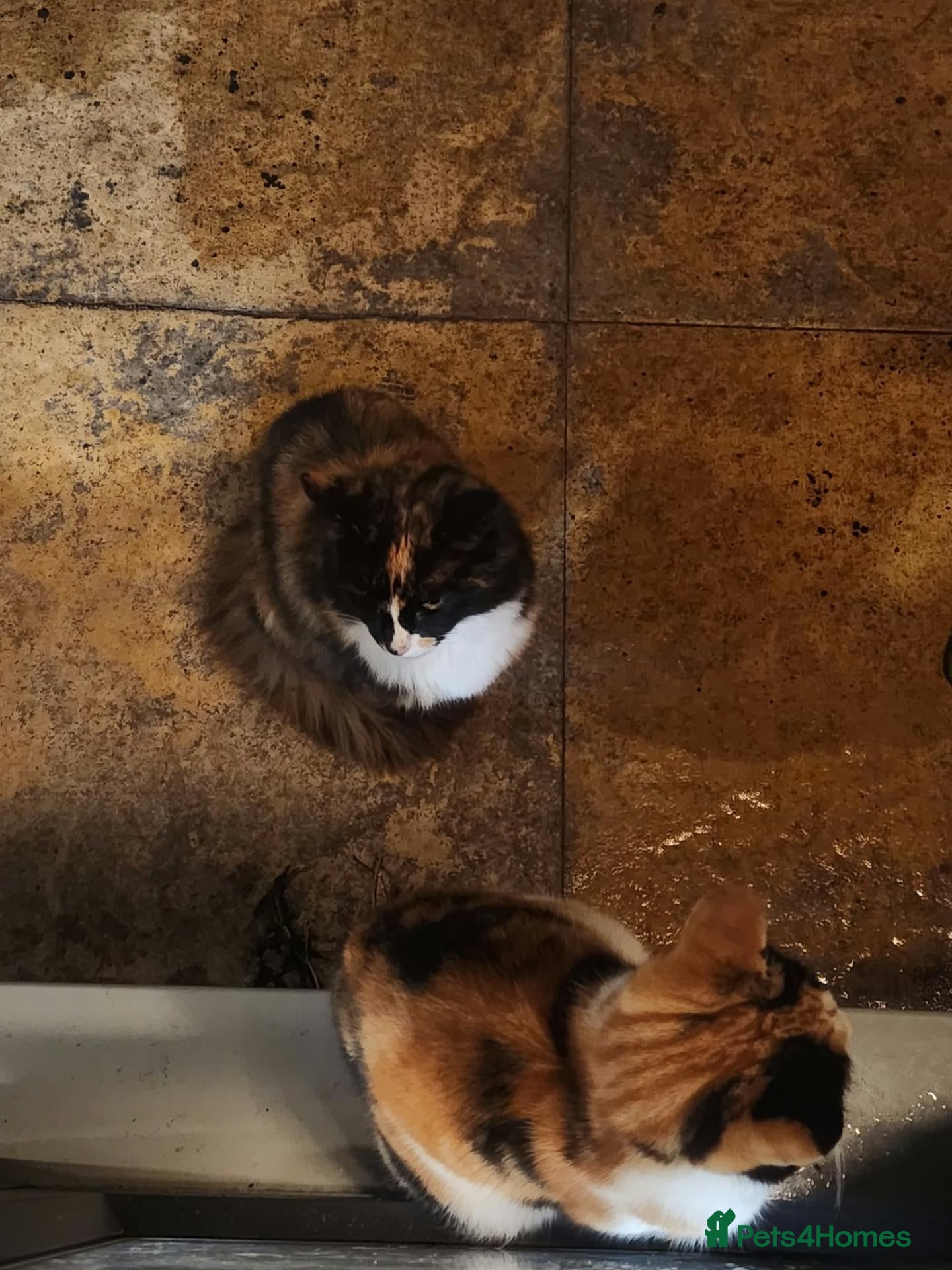 Mixed Breed cats 3 kittens  - Advert 10