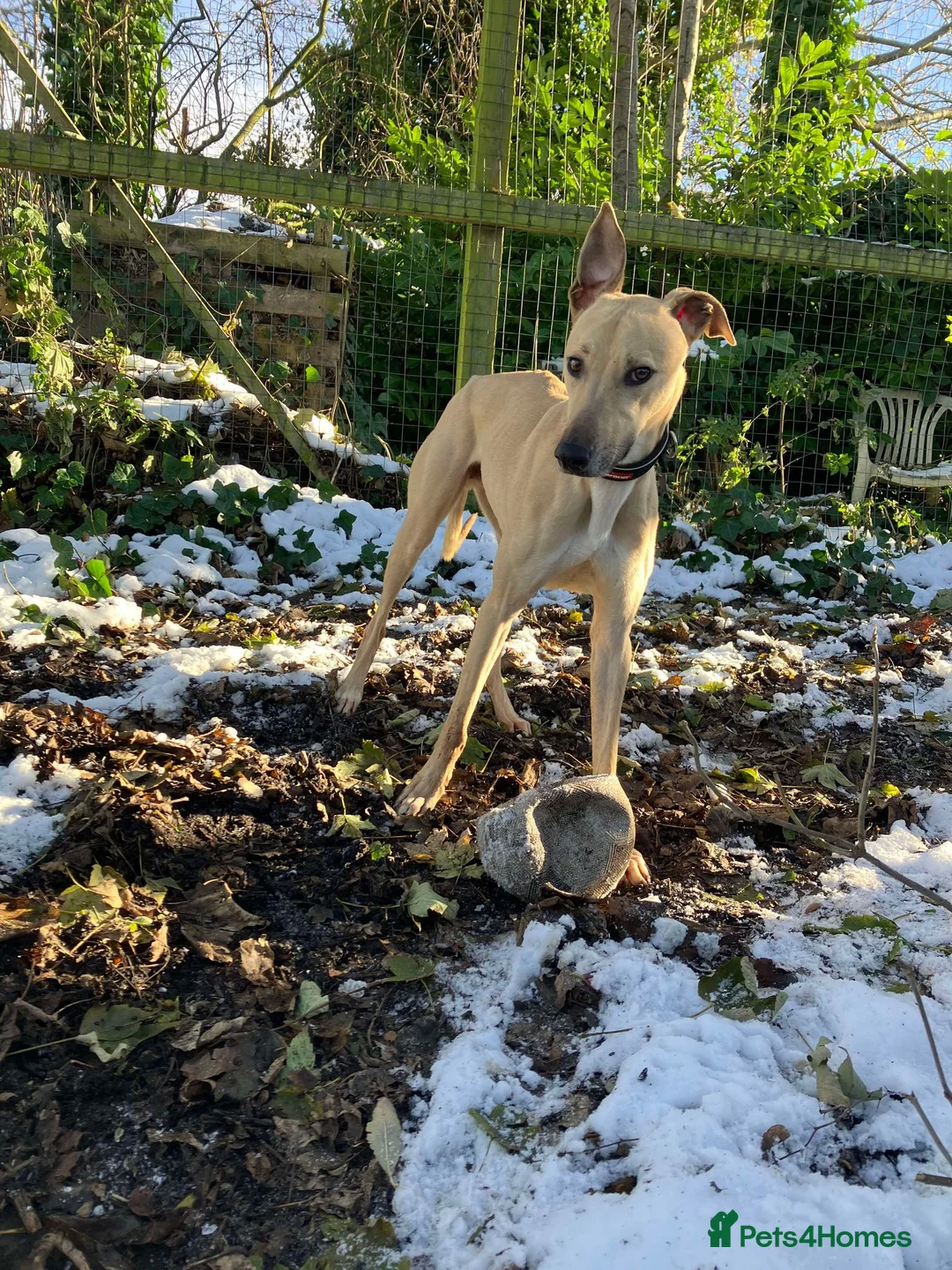 Lurcher dogs for adoption: BULLET, young bull-lurcher in rescue in Halifax - Advert 2