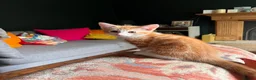 Mixed Breed cats for sale: Four varied mixed breed kittens - Advert 8