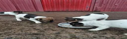 Jack Russell dogs for sale: Jackrussell  - Advert 1