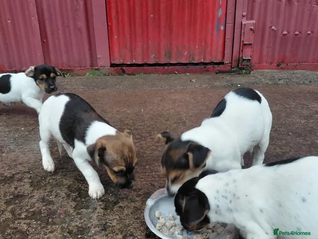Jack Russell dogs Jackrussell - Advert 1