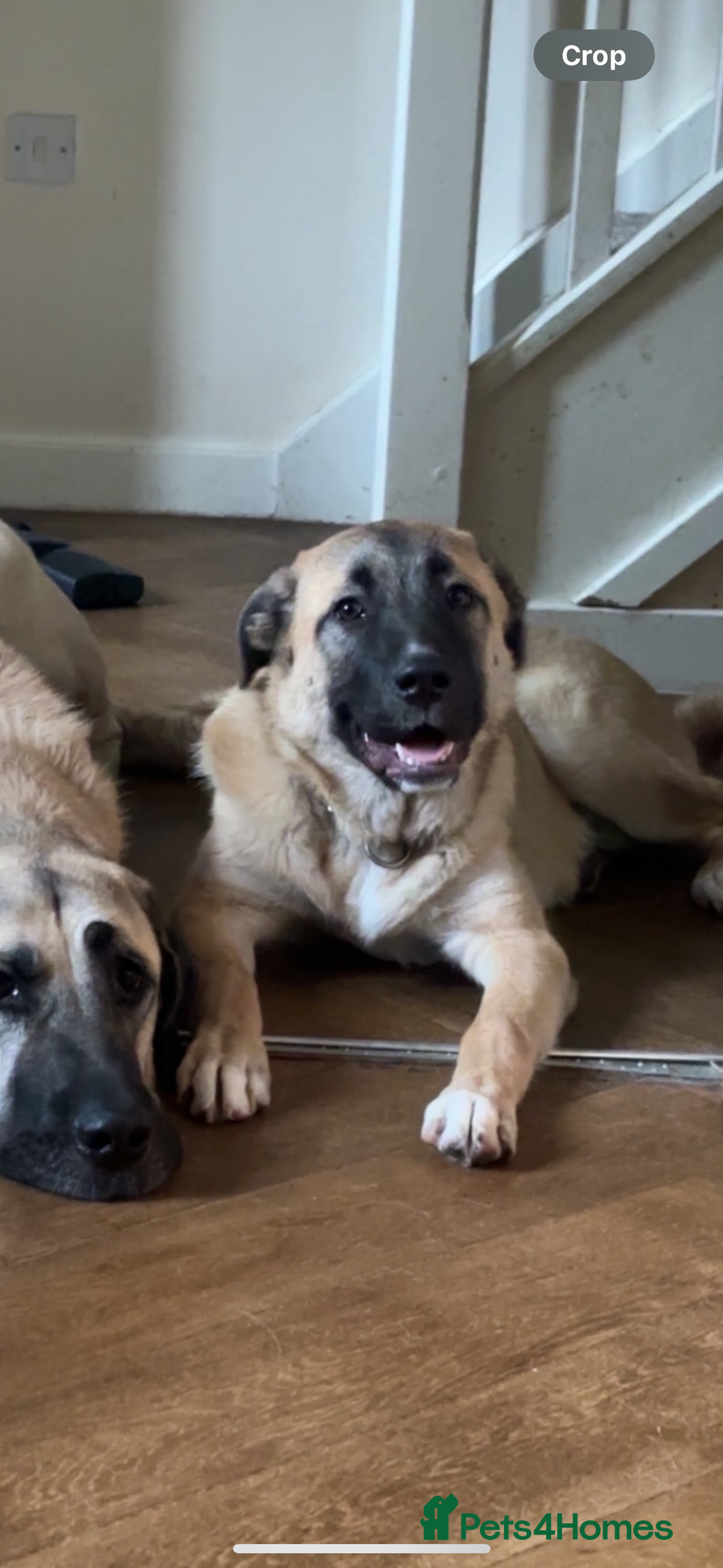 Anatolian Shepherd dogs for sale: 10.5 month old Anatolian mix kangal with a tin - Image 7