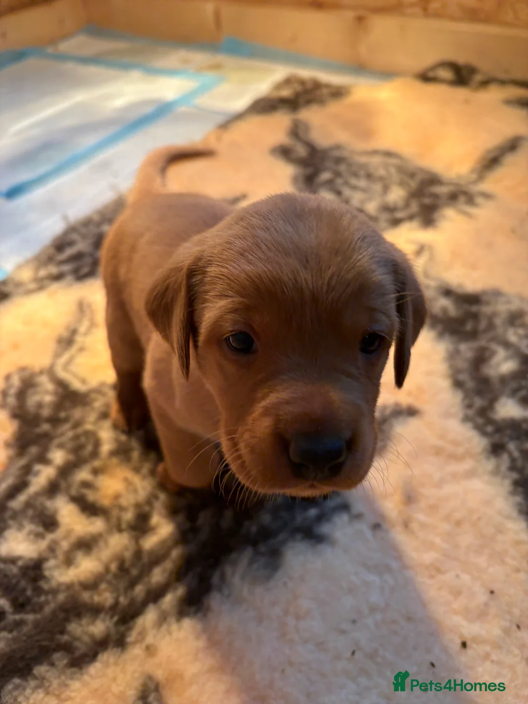 Labrador Retriever dogs for sale: KC Working Fox Red Pups - Advert 5