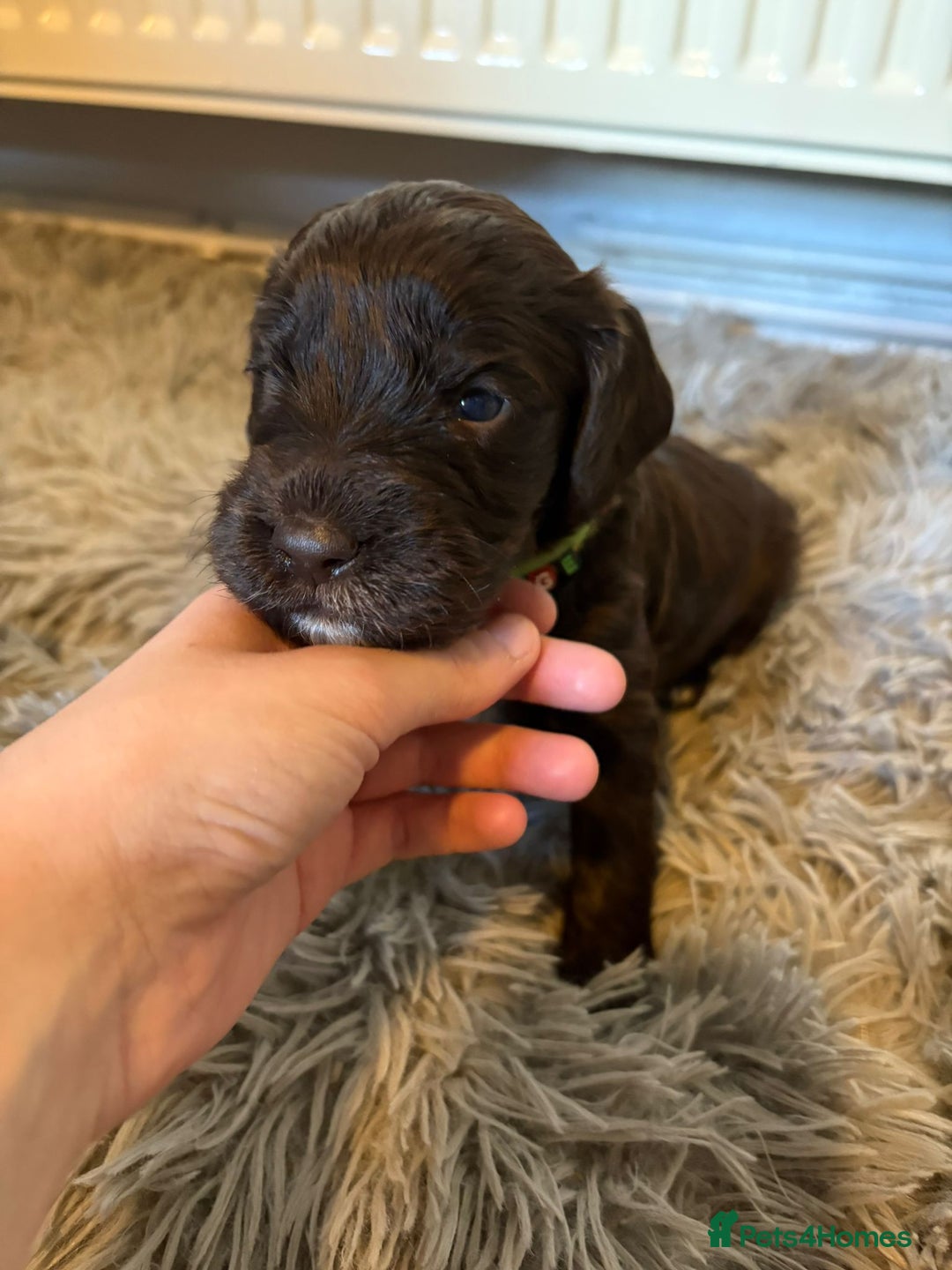 Mixed Breed dogs for sale: Irish cockapoo puppy  - Image 5