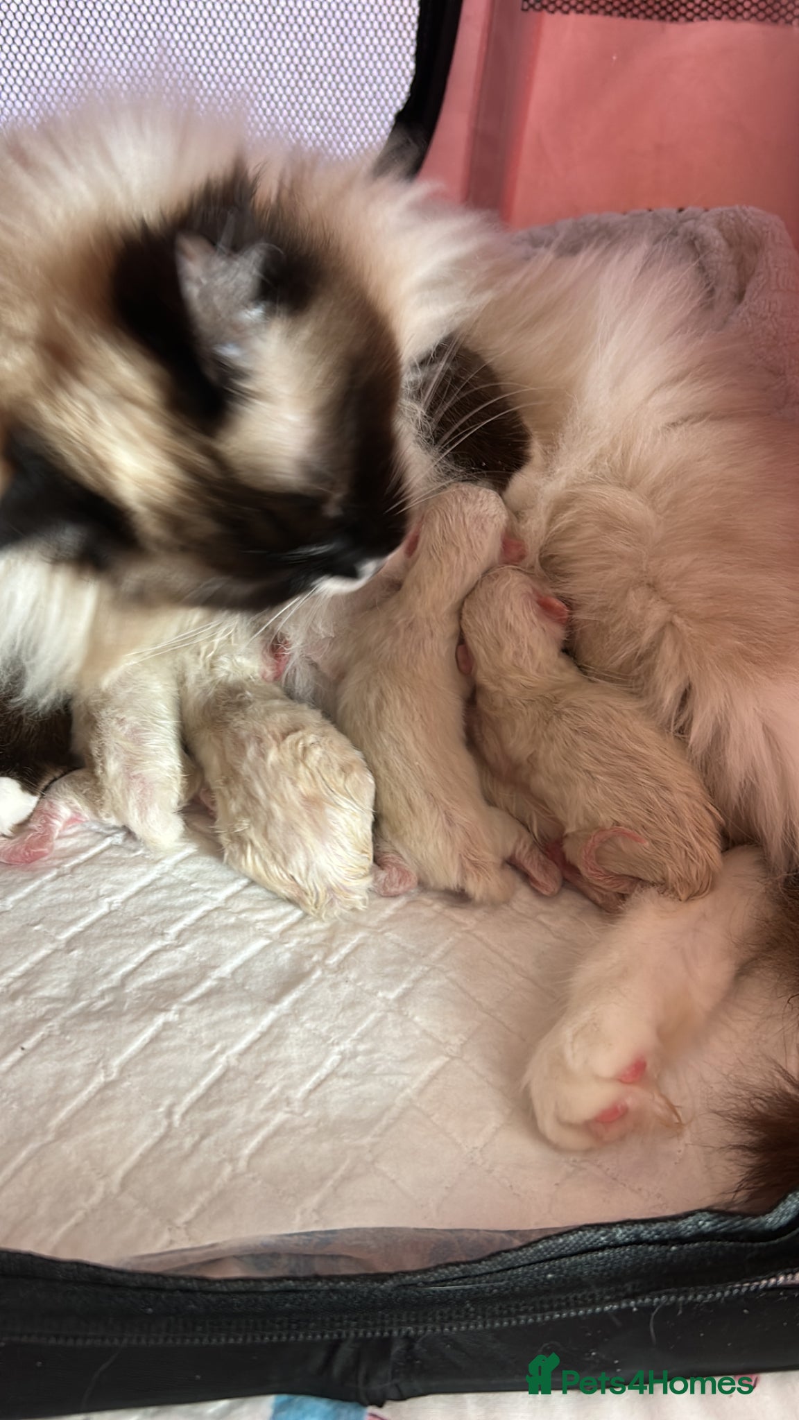 Ragdoll cats Magical - Advert 2