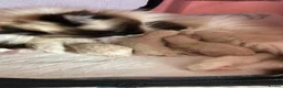 Ragdoll cats for sale: Magical - Advert 3