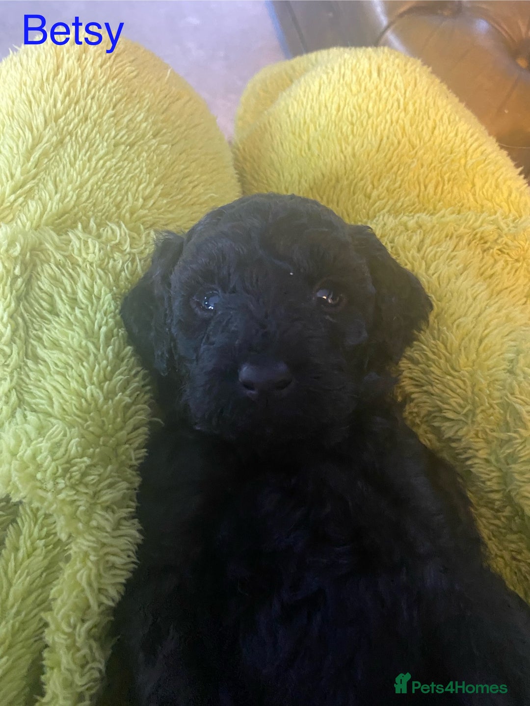 Mixed Breed dogs for sale: Maltipoo x Cockapoo puppies - Image 6