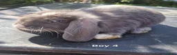 Mini Lop rabbits for sale: Mini Lops Ready Now - Advert 3