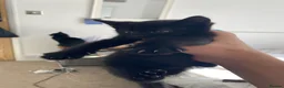 Domestic Shorthair cats for sale: Beautiful domestic shorthairs in Eastbourne - Advert 3
