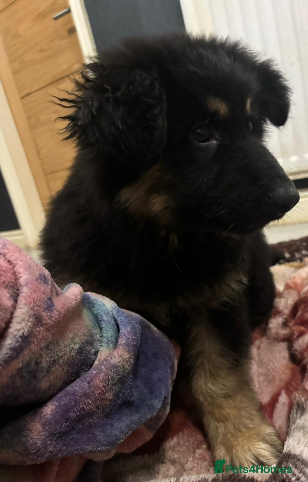 German Shepherd dogs for sale: 2 German Shepard boys  - Advert 14