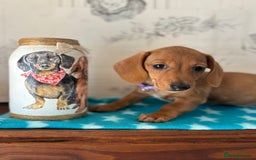 Miniature Dachshund dogs for sale: Absolutely beautiful litter of mini Dachshunds  - Image 4