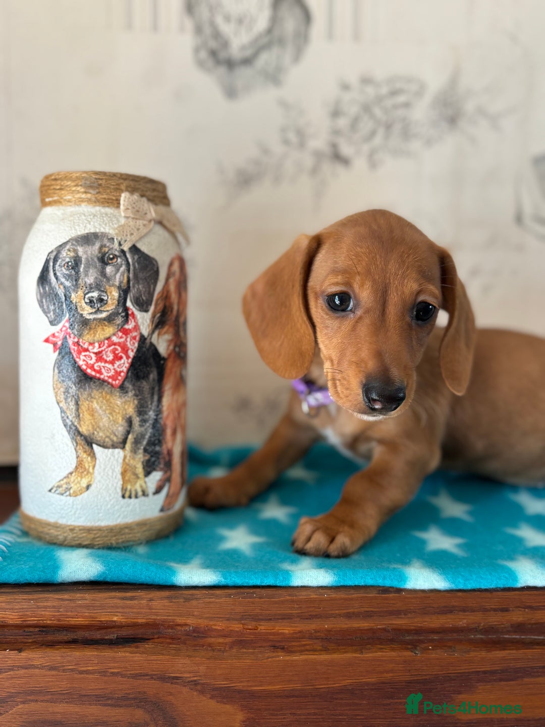 Miniature Dachshund dogs for sale: Absolutely beautiful litter of mini Dachshunds  - Image 4
