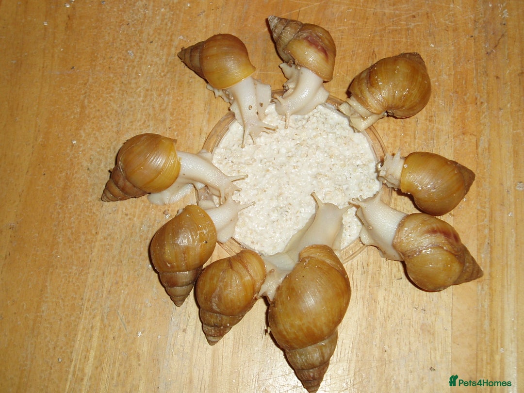 Snails invertebrates for sale: ALBINO GIANT AFRICAN LAND SNAILS - Advert 2