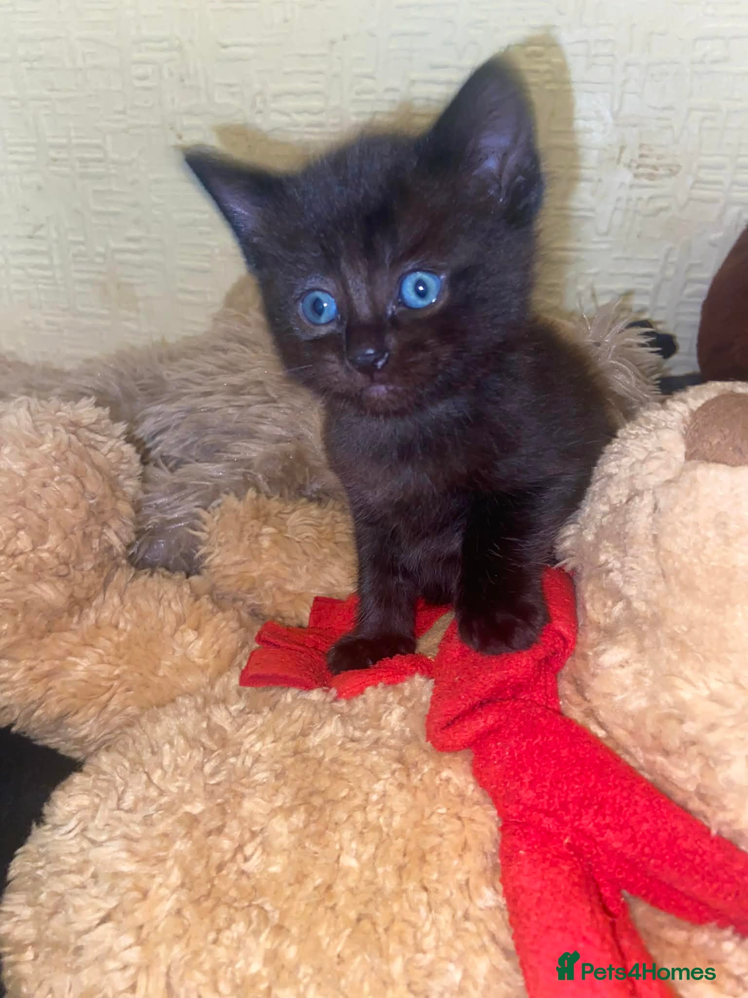 Ragdoll cats Stunning ragdoll mix kittens - Advert 9