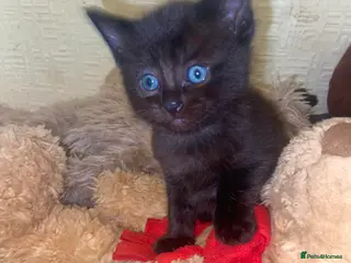 Ragdoll cats Stunning ragdoll mix kittens - Advert 9