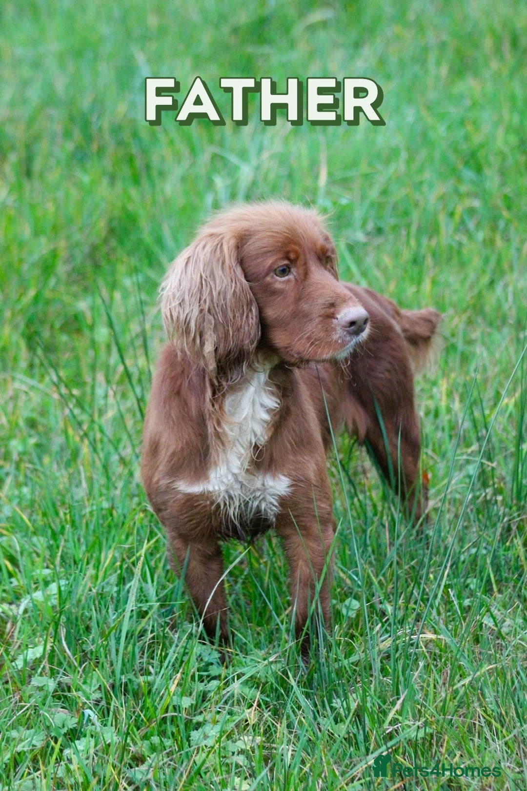 Sprocker dogs for sale: Working Cocker Spaniel pups 3/4 Cocker1/4 Sprocker - Advert 9