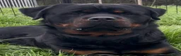 Rottweiler dogs for stud: Rottweiler HAJIMARI ROTTWEILERS  - Advert 6
