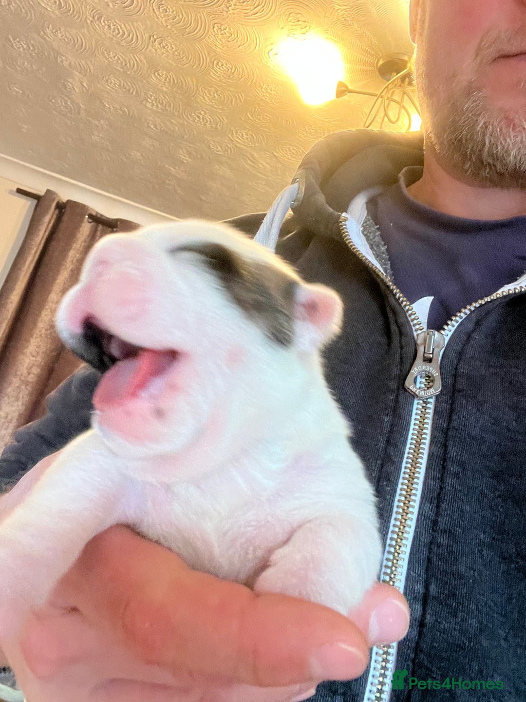 English Bulldog dogs for sale: English bulldogs - Advert 36