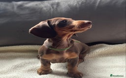 Miniature Dachshund dogs for sale: Adorable miniature daschunds - Image 6