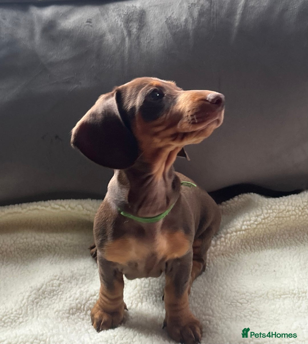 Miniature Dachshund dogs for sale: Adorable miniature daschunds - Image 6