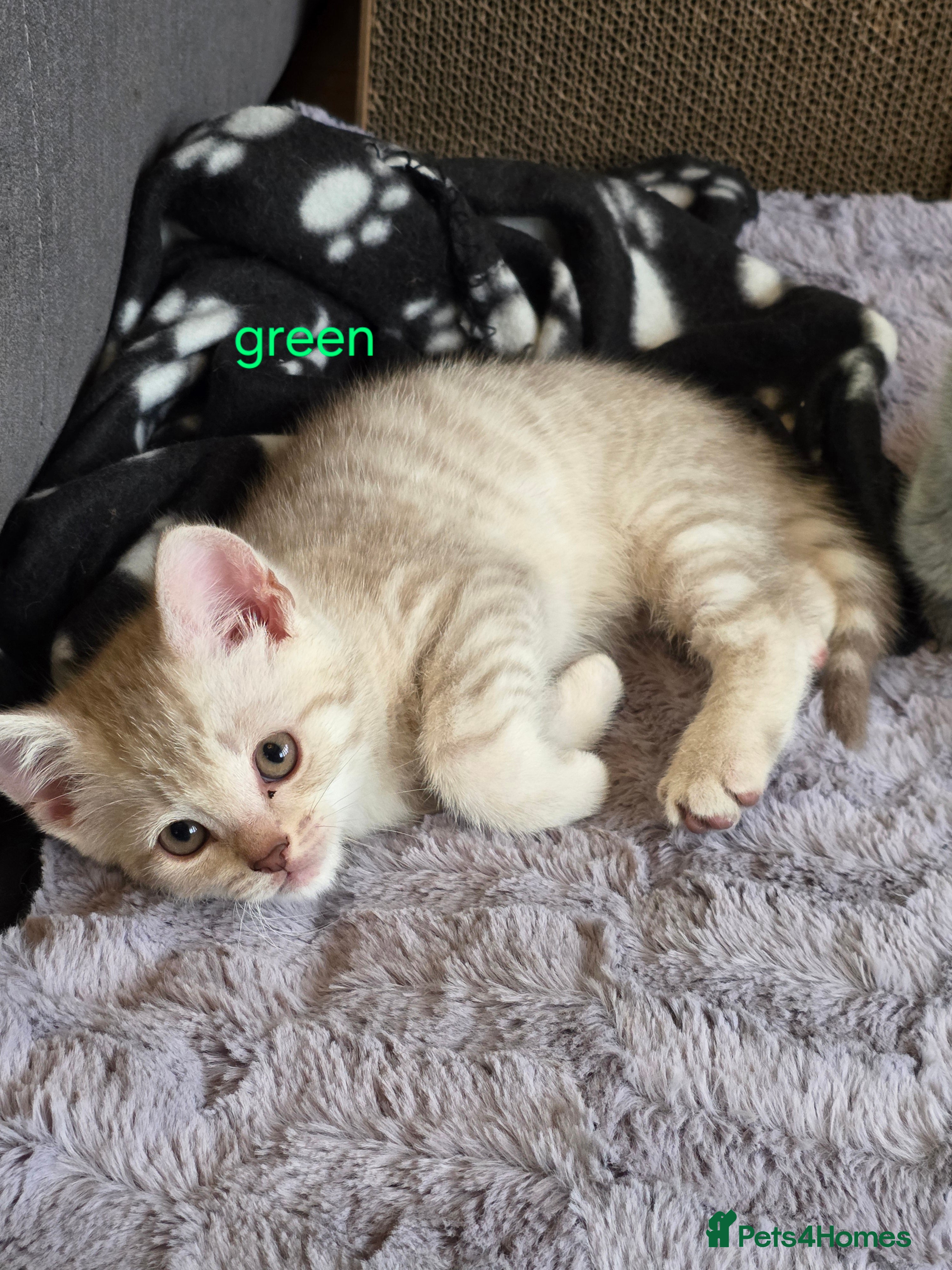 British Shorthair cats 🐾British Shorthair Kittens Ready for Loving Homes - Advert 3