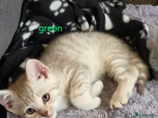 British Shorthair cats 🐾British Shorthair Kittens Ready for Loving Homes - Advert 3