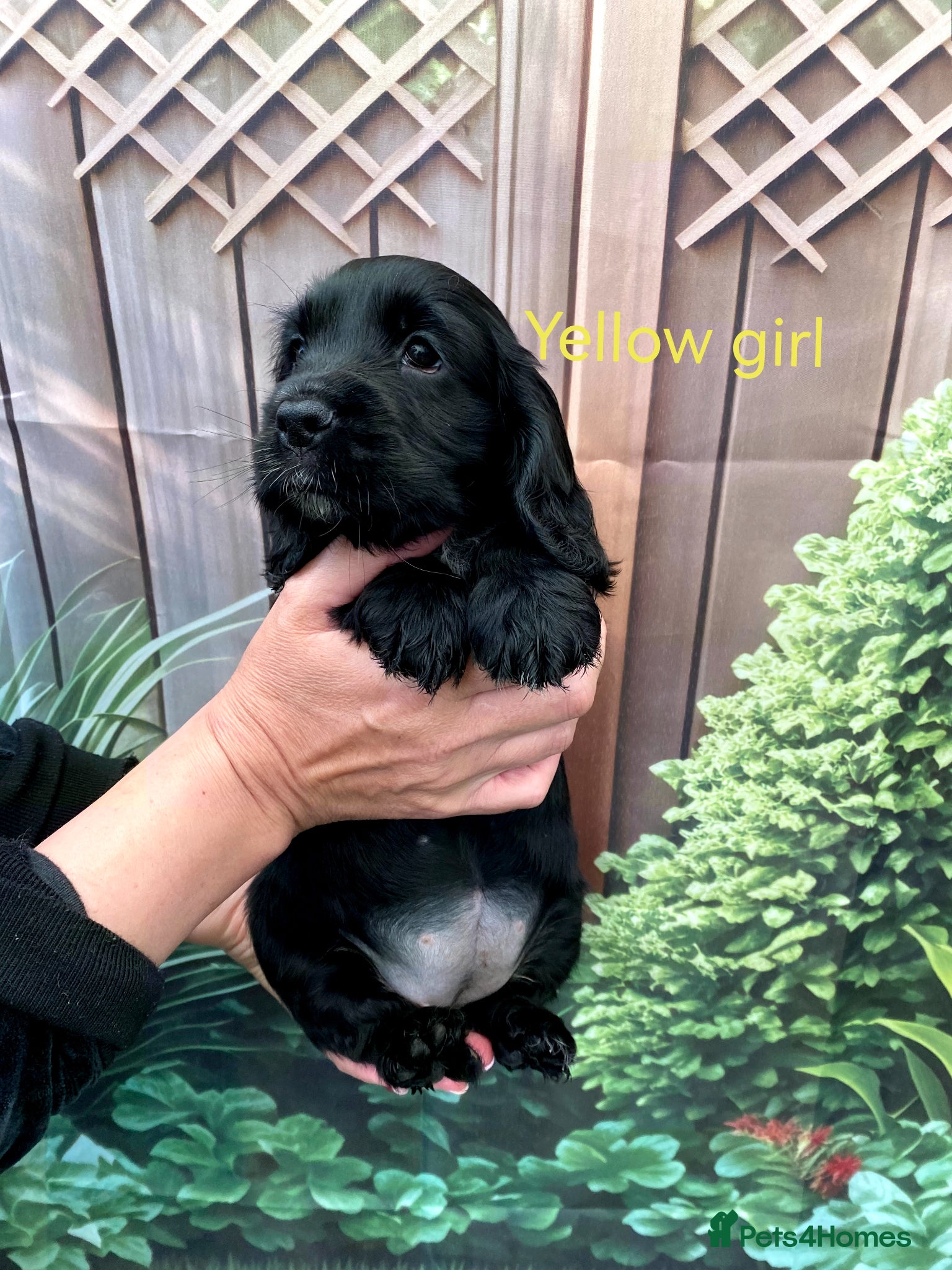 Cocker Spaniel dogs ☀️ DNA tested show type cocker spaniels puppies ☀️ - Advert 2