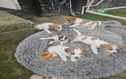 Jack Russell dogs for sale: Pure jack russell puppies  - Image 7