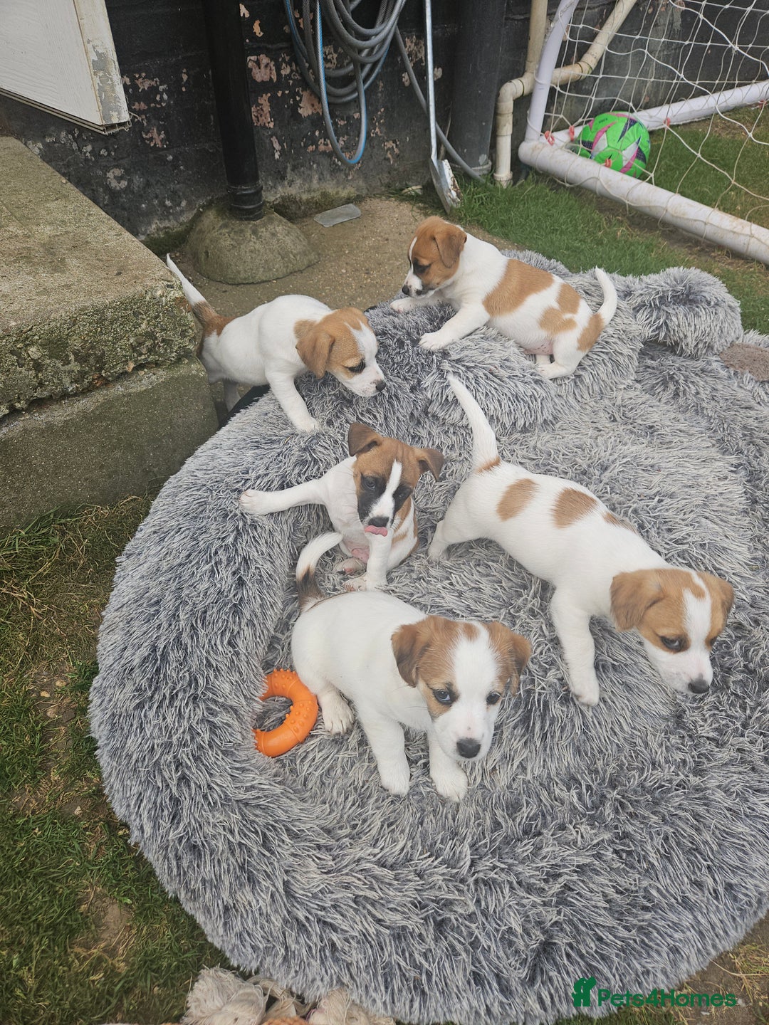 Jack Russell dogs for sale: Pure jack russell puppies  - Image 7